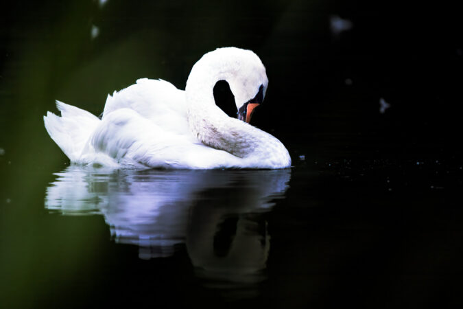 Ruhiger Moment im Wasser Höckerschwan beim Putzen auf ruhigem Wasser.