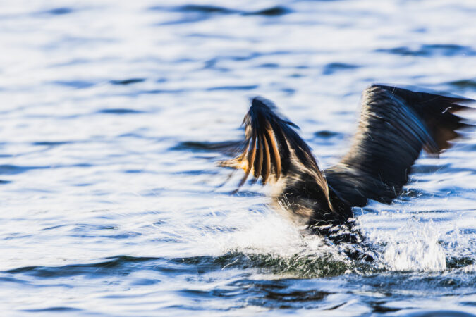 Dynamische Szene auf bewegtem Wasser Kormoran startet aus dem Wasser und schlägt mit den Flügeln auf die Oberfläche.