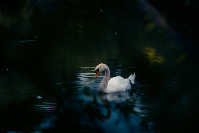 Natürlicher Vordergrundrahmen Höckerschwan auf dunklem Wasser mit natürlichem Rahmen aus Ästen.