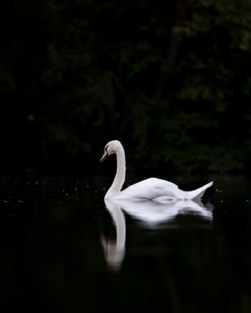 Eleganz auf stillem Wasser Höckerschwan auf dunklem See mit deutlicher Spiegelung.