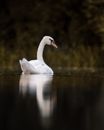 Sanfte Lichtstimmung am Wasser Höckerschwan im warmen Gegenlicht mit goldener Spiegelung.