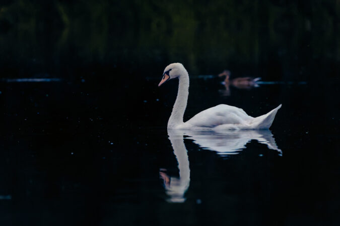 Elegante Szene auf dunklem Wasser Höckerschwan auf dunklem Wasser mit klarer Spiegelung.