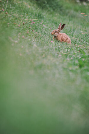 Zwischen Wiese und Unschärfe versteckt. Feldhase sitzt im hohen Gras.