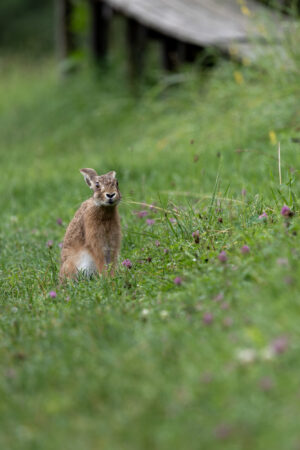 Ein neugieriger Blick. Feldhase sitzt aufmerksam in der Wiese.