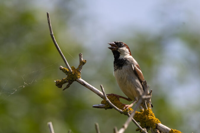 Energie und Lebensfreude Haussperling-Männchen singt auf einem Zweig.