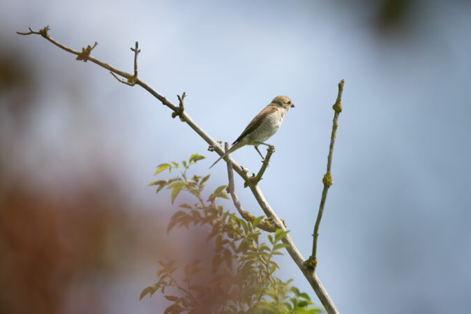 Natürliche Beobachtung in ruhiger Szenerie Ein einzelner Neuntöter sitzt auf einem Ast vor weichem blauem Hintergrund.