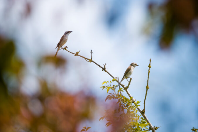 Stimmungsvolle Szene mit farbenfrohem Hintergrund Zwei Neuntöter auf einem dünnen Ast mit farbigem Bokeh im Hintergrund.