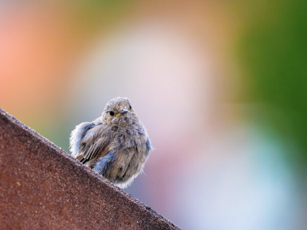 Zartes Gefieder und pastelliger Hintergrund Jungvogel sitzt auf einer Metallkante mit farbigem Bokeh.