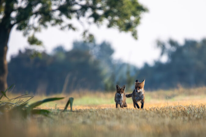 Zwei junge Füchse im letzten Licht des Tages. Zwei Jungfüchse im warmen Abendlicht auf einer Stoppelfeld.