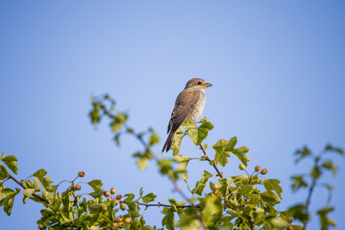 Beobachtung im Spätsommer auf einer offenen Wiese Junger Neuntöter sitzt auf einem Zweig vor blauem Himmel.
