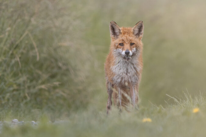 Verborgene Begegnung im hohen Gras. Frontaler Blick eines Fuchses, der hinter Gräsern hervorschaut.