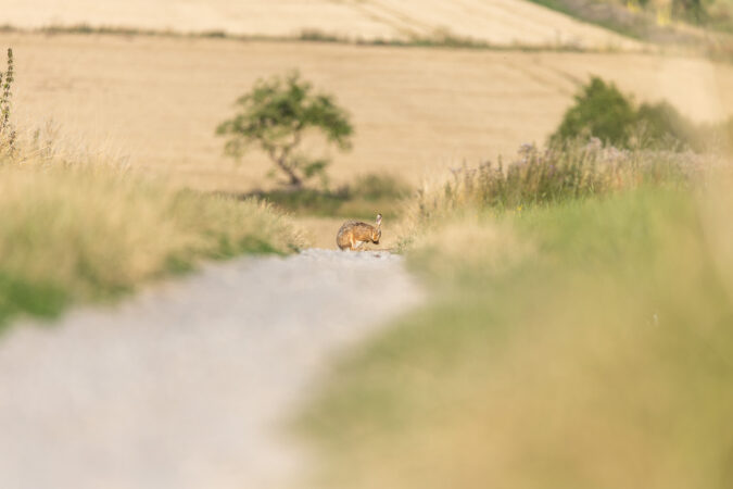 Ein Feldhase putzt sich mitten auf einem Feldweg. Feldhase läuft auf einem Feldweg zwischen Getreidefeldern.