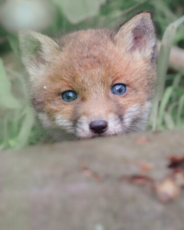 Ein intensiver Blick eines jungen Fuchses. Extrem nahes Porträt eines jungen Fuchses mit blauen Augen.