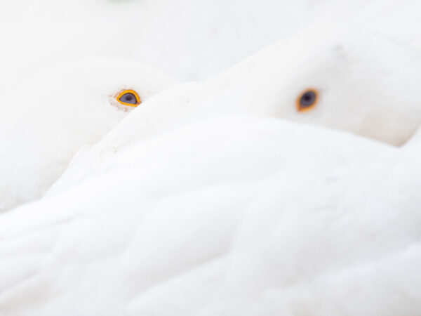 Zwei Augen einer weißen Hausgans zwischen dichtem Gefieder
