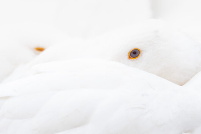Weiße Hausgänse im High-Key-Stil mit leuchtenden Augen