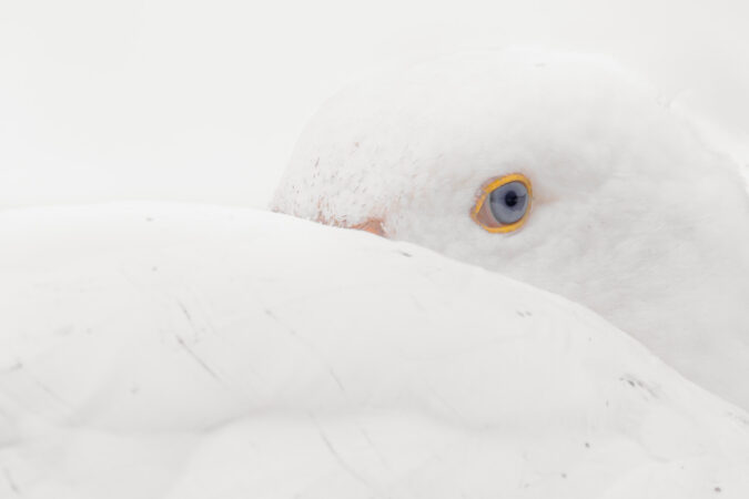 Auge einer weißen Hausgans eingebettet im weichen Gefieder