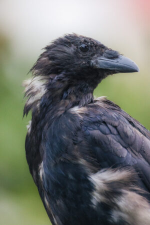 Portrait einer Rabenkrähe im Regen