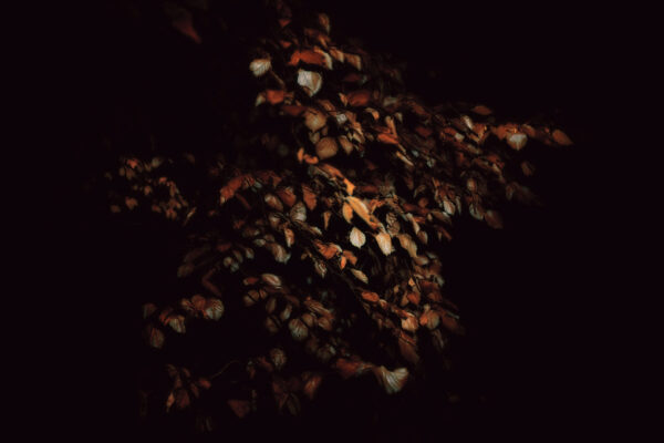 Stille Blätter im nächtlichen Wald Warme, orangefarbene Herbstblätter, die im Dunkeln von einer einzelnen Lichtquelle angestrahlt werden – stimmungsvolles Naturfoto mit FineArt-Charakter.