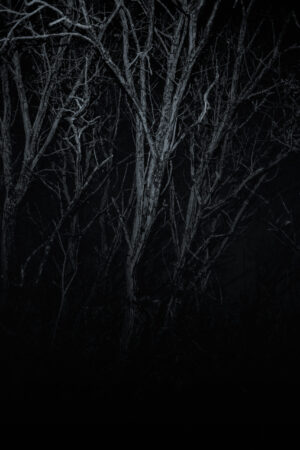 Klare Baumstrukturen in tiefem Schwarzweiß Schwarzweißfoto mit klaren Baumstämmen und Ästen vor dunklem Hintergrund – minimalistisches, kontrastreiches Naturmotiv.