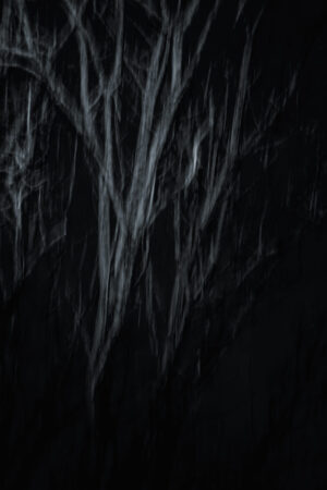 Feine ICM-Bewegung im nächtlichen Wald Langzeitbelichtung mit sanfter ICM-Bewegung, die die Baumstrukturen weich und abstrakt erscheinen lässt – monochromes FineArt-Naturfoto.