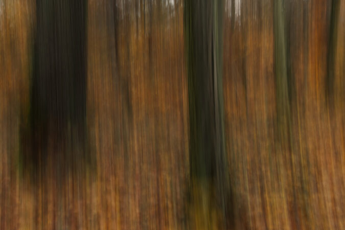 Herbstwald kreativ in Szene gesetzt mit der ICM Technik
