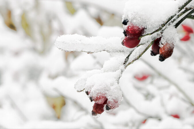Kleine Details, die im Winter besonders ins Auge fallen. Rote Beeren an einem Zweig, bedeckt mit Schnee
