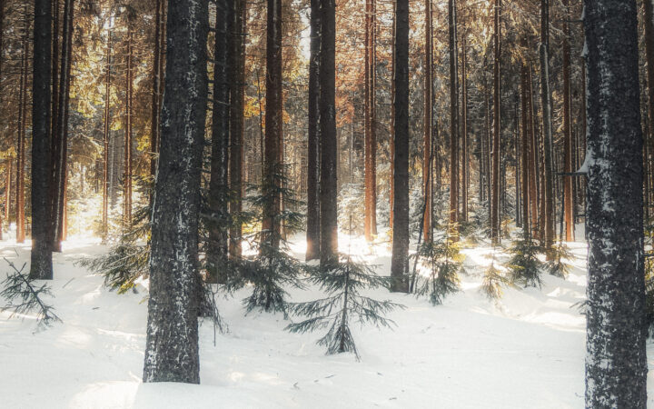 Leises Licht, frostiger Boden und ein Wald, der zur Ruhe gekommen ist. Winterwald im Morgenlicht – stimmungsvolle Winterfotografie