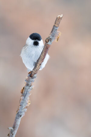 Marsh tit (Poecile palustris) perched on a branch against a soft, blurred natural background. Minimalistic wildlife scene with copy space, ideal for nature, bird and environmental themes.
