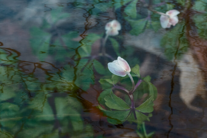 Weiche, verträumte Naturaufnahme einer zarten Waldblume mit Spiegelung im Wasser. Abstrakte Reflexionen, Pastellfarben und eine ruhige Atmosphäre erzeugen eine friedliche Fine-Art-Komposition, ideal für Frühlings- und Naturthemen.