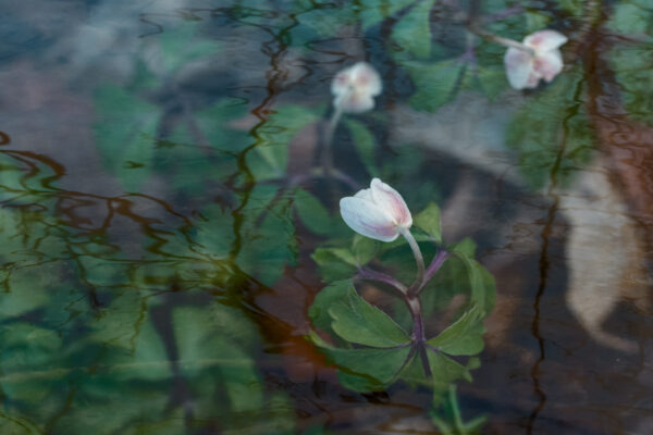 Weiche, verträumte Naturaufnahme einer zarten Waldblume mit Spiegelung im Wasser. Abstrakte Reflexionen, Pastellfarben und eine ruhige Atmosphäre erzeugen eine friedliche Fine-Art-Komposition, ideal für Frühlings- und Naturthemen.