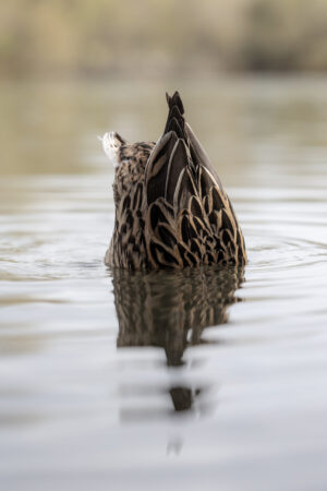 Mallard duck feeding underwater with tail up, creating a minimalistic and calm wildlife scene with soft reflection. Natural behavior of a wild duck in a tranquil environment with copy space.