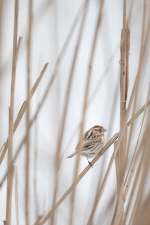 Reed bunting (Emberiza schoeniclus) perched in reeds in its natural habitat. Authentic wildlife scene with soft neutral tones, ideal for nature, environment and biodiversity themes.