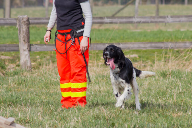 Hund während eines Trainings mit seiner Hundeführerin. Hund beim Training mit Hundeführerin auf einer Wiese