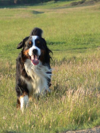 Ein Berner Sennenhund läuft über eine sommerliche Wiese. Berner Sennenhund läuft über eine grüne Wiese